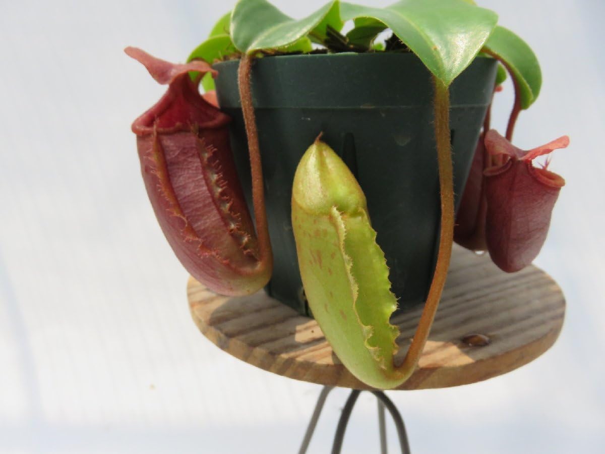 花 ホワイト＆ロイヤルブルー❁*。フラワーガーランド✲*゜ 染め×染めの